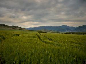 Preview wallpaper field, mountains, hills, landscape