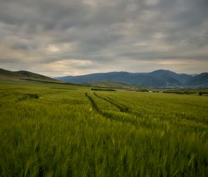 Preview wallpaper field, mountains, hills, landscape