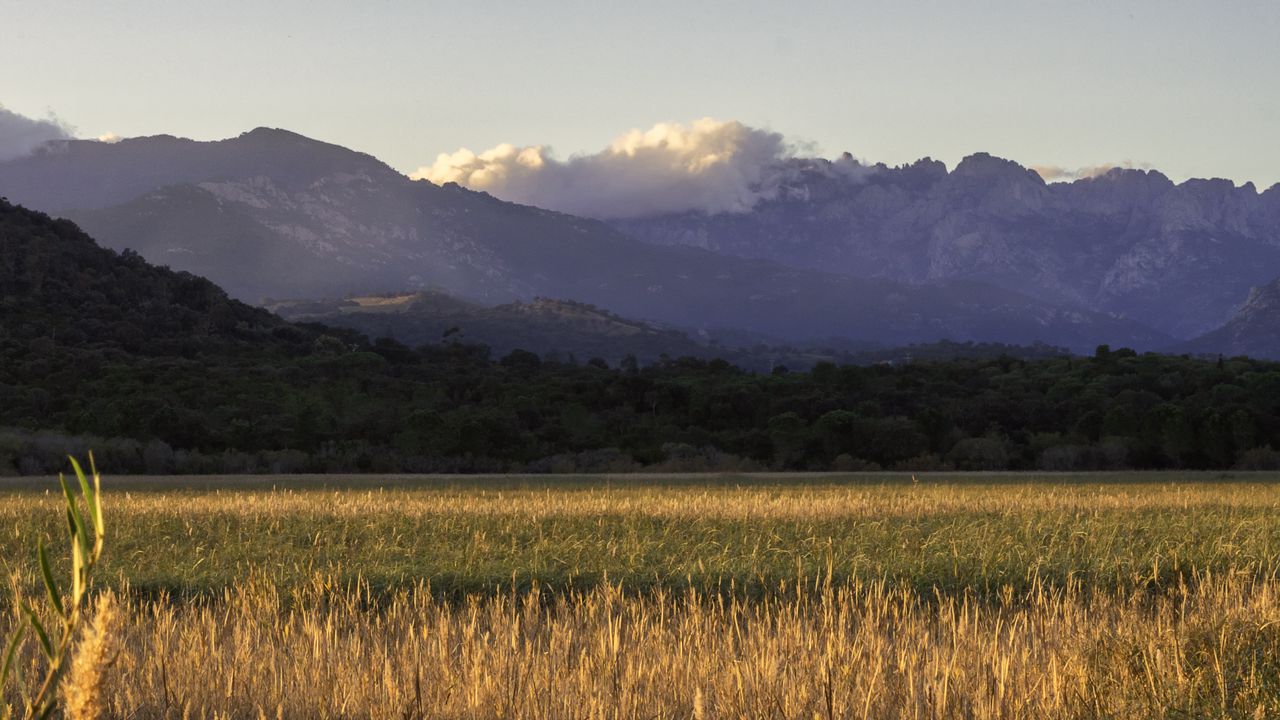Wallpaper field, mountains, trees, grass, landscape
