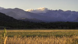 Preview wallpaper field, mountains, trees, grass, landscape