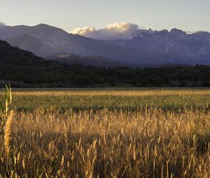 Preview wallpaper field, mountains, trees, grass, landscape