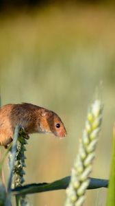 Preview wallpaper field mouse, ear, grass, rodent