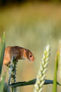 Preview wallpaper field mouse, ear, grass, rodent