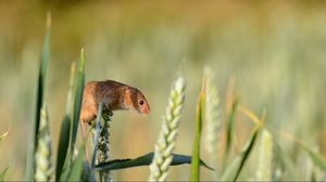 Preview wallpaper field mouse, ear, grass, rodent