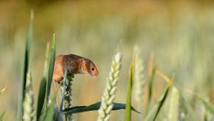 Preview wallpaper field mouse, ear, grass, rodent