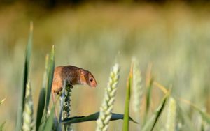 Preview wallpaper field mouse, ear, grass, rodent