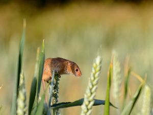 Preview wallpaper field mouse, ear, grass, rodent