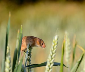 Preview wallpaper field mouse, ear, grass, rodent