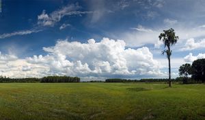 Preview wallpaper field, pasture, tree, open spaces, wood