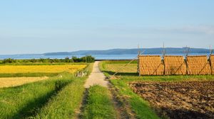 Preview wallpaper field, path, plantation, landscape