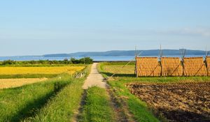 Preview wallpaper field, path, plantation, landscape