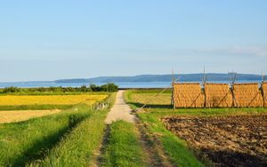 Preview wallpaper field, path, plantation, landscape