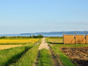 Preview wallpaper field, path, plantation, landscape