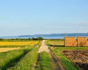 Preview wallpaper field, path, plantation, landscape