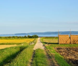 Preview wallpaper field, path, plantation, landscape