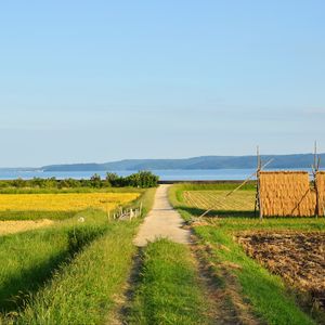 Preview wallpaper field, path, plantation, landscape