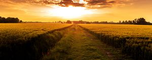 Preview wallpaper field, path, sunset, horizon