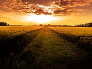 Preview wallpaper field, path, sunset, horizon