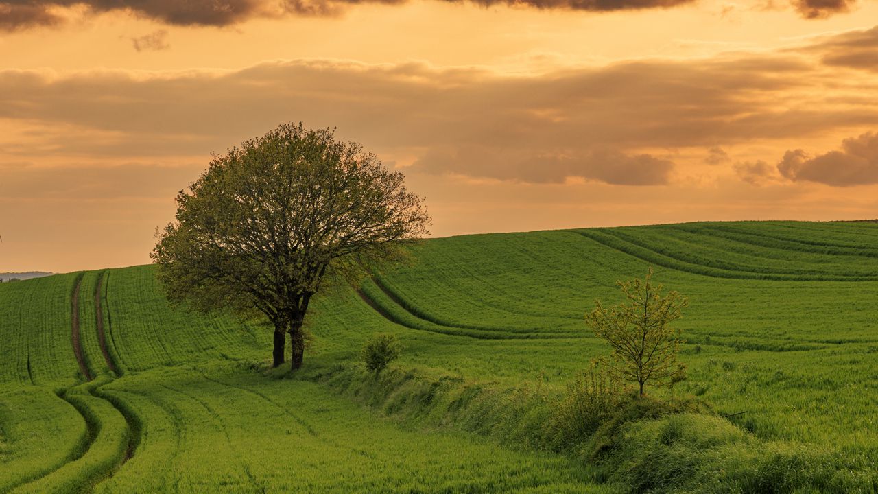 Wallpaper field, path, tree, sky, nature, sunset