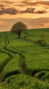 Preview wallpaper field, path, tree, sky, nature, sunset