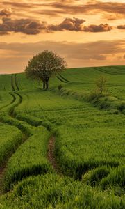 Preview wallpaper field, path, tree, sky, nature, sunset