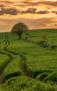 Preview wallpaper field, path, tree, sky, nature, sunset