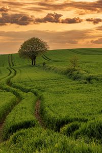 Preview wallpaper field, path, tree, sky, nature, sunset