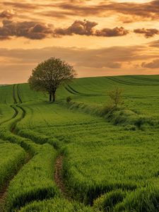 Preview wallpaper field, path, tree, sky, nature, sunset