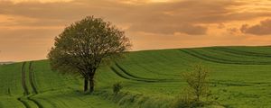 Preview wallpaper field, path, tree, sky, nature, sunset