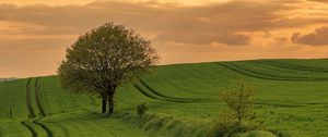 Preview wallpaper field, path, tree, sky, nature, sunset