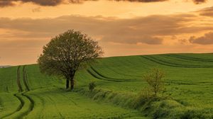 Preview wallpaper field, path, tree, sky, nature, sunset