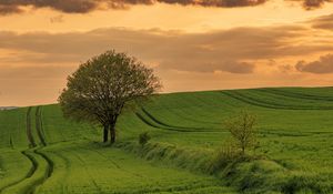 Preview wallpaper field, path, tree, sky, nature, sunset