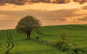 Preview wallpaper field, path, tree, sky, nature, sunset