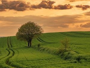 Preview wallpaper field, path, tree, sky, nature, sunset