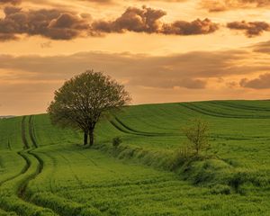 Preview wallpaper field, path, tree, sky, nature, sunset