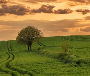 Preview wallpaper field, path, tree, sky, nature, sunset