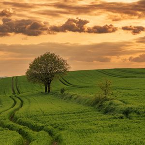 Preview wallpaper field, path, tree, sky, nature, sunset