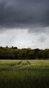 Preview wallpaper field, path, trees, green, nature