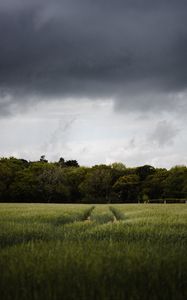 Preview wallpaper field, path, trees, green, nature