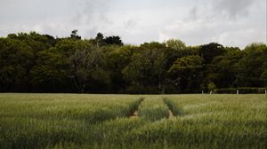 Preview wallpaper field, path, trees, green, nature