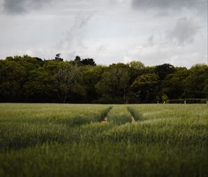 Preview wallpaper field, path, trees, green, nature