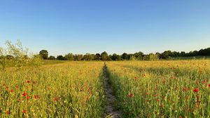 Preview wallpaper field, path, trees, landscape, nature