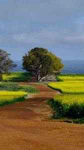 Preview wallpaper field, path, trees, nature, landscape