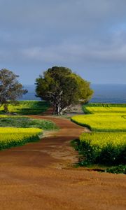 Preview wallpaper field, path, trees, nature, landscape