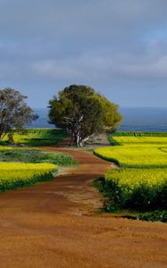 Preview wallpaper field, path, trees, nature, landscape