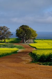 Preview wallpaper field, path, trees, nature, landscape