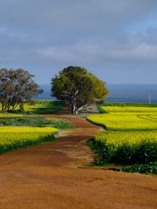 Preview wallpaper field, path, trees, nature, landscape