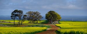 Preview wallpaper field, path, trees, nature, landscape