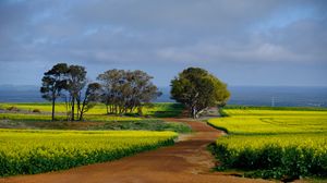 Preview wallpaper field, path, trees, nature, landscape