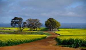 Preview wallpaper field, path, trees, nature, landscape